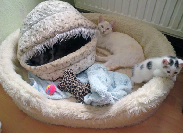 Als ihr noch klein ward... Als ihr noch klein ward...