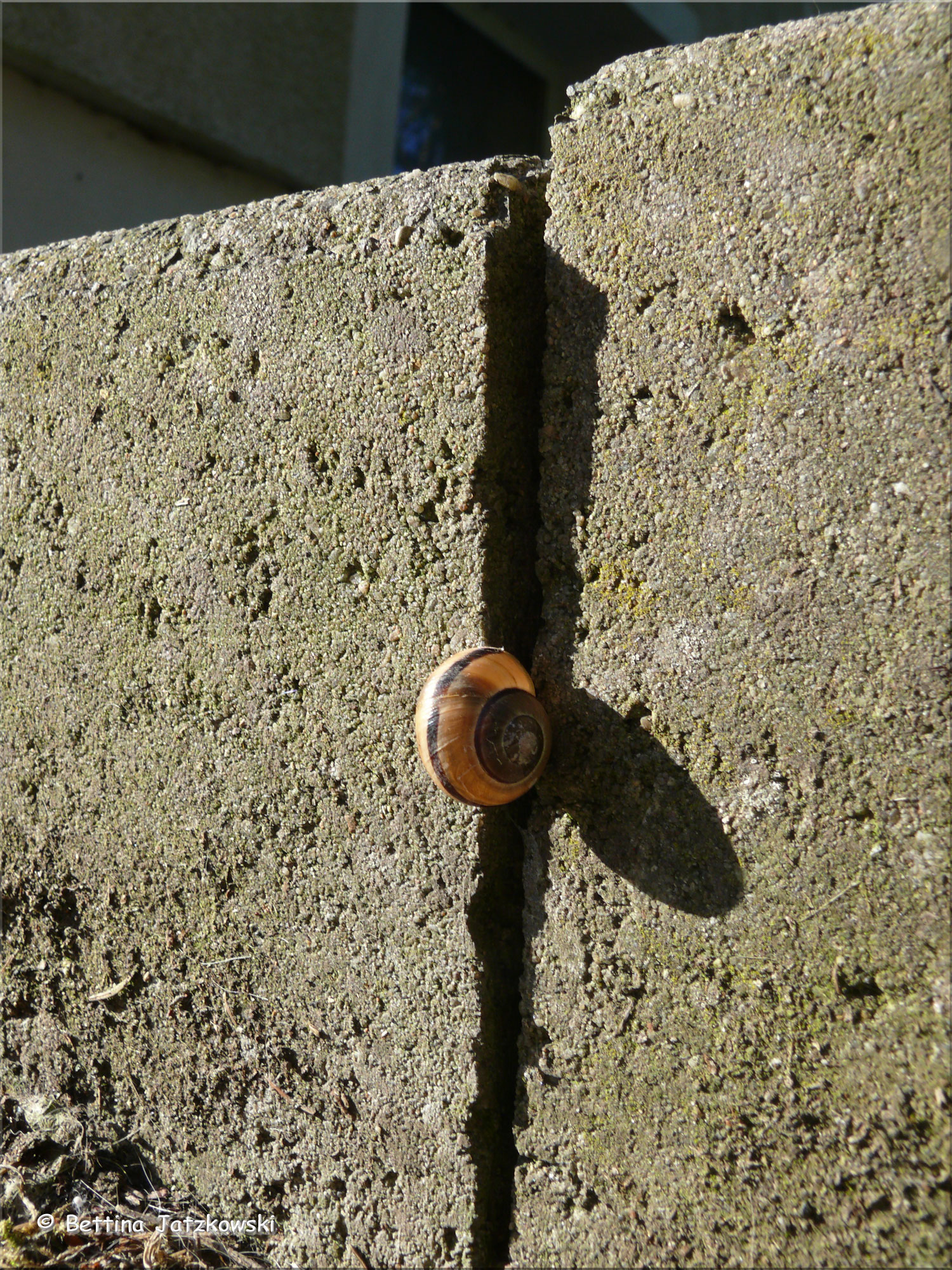 Schneckentanz Schneckentanz